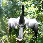 Anhinga