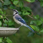 Bluejays