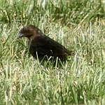 Cowbird in North Carolina