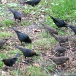 Brown-headed Cowbird s in Port Richey Florida