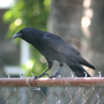 Crows