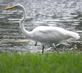 Egrets