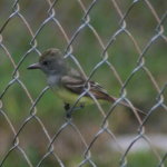 Flycatcher