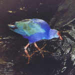 Gallinule