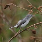 Blue Gray Gnatcatcher at Gatorland Florida