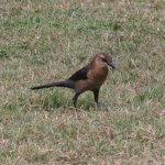 Grackle