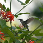 Hummingbird