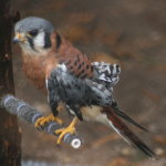 Kestral