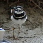 Killdeer