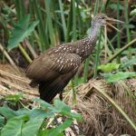 Limpkin at Gatorland Florida