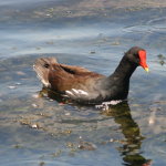 Moorhen