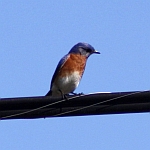 Eastern Bluebird Photos