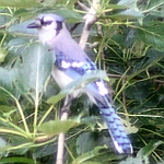 Blue Jay Photos