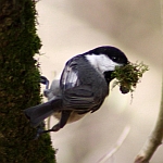 Carolina Chickadee