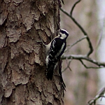 Downy Woodpecker in North Carolina