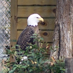 Raptors in North Carolina