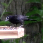 Grackle