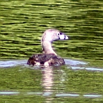 Pied-billed Grebe