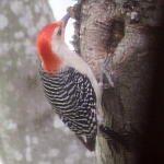 Red-bellied Woodpecker in North Carolina