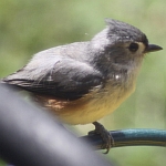 Titmouse in North Carolina