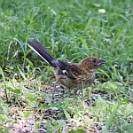 Eastern Towhee in North Carolina