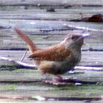 Carolina Wrens in North Carolina