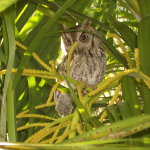 Screech Owl