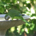 Quaker Parrot