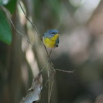 Northern Parula