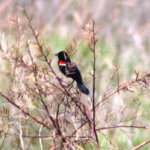 Redwing Blackbird