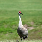 Sandhill Crane