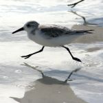 Sanderling