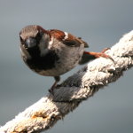 Sparrow