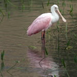 Rosette Spoonbill