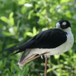 Black Necked Stilt