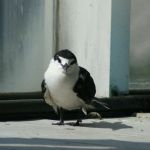 Bridled Tern