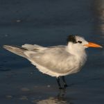 Royal Tern