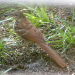 Brown Thrasher