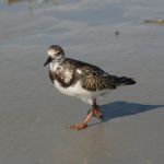 Turnstones