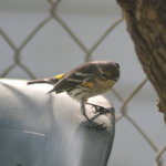 Yellow Rumped Warbler