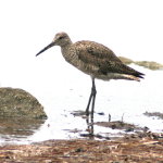 Willets