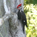 Woodpeckers