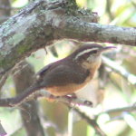 Carolina Wren