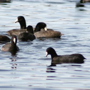 Coots in Tarpon Springs Florida