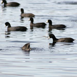 American Coots