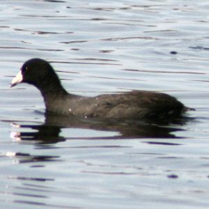 American Coot at Anderson Park