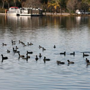 Anderson Park Coots