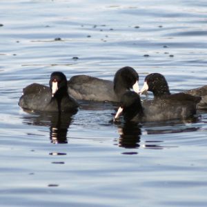 American Coots