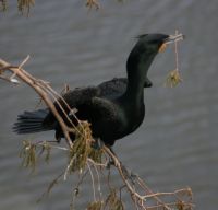 Double-crested Cormorant Gatorland Florida