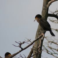 Cormorants in Tree at Gatorland Florida